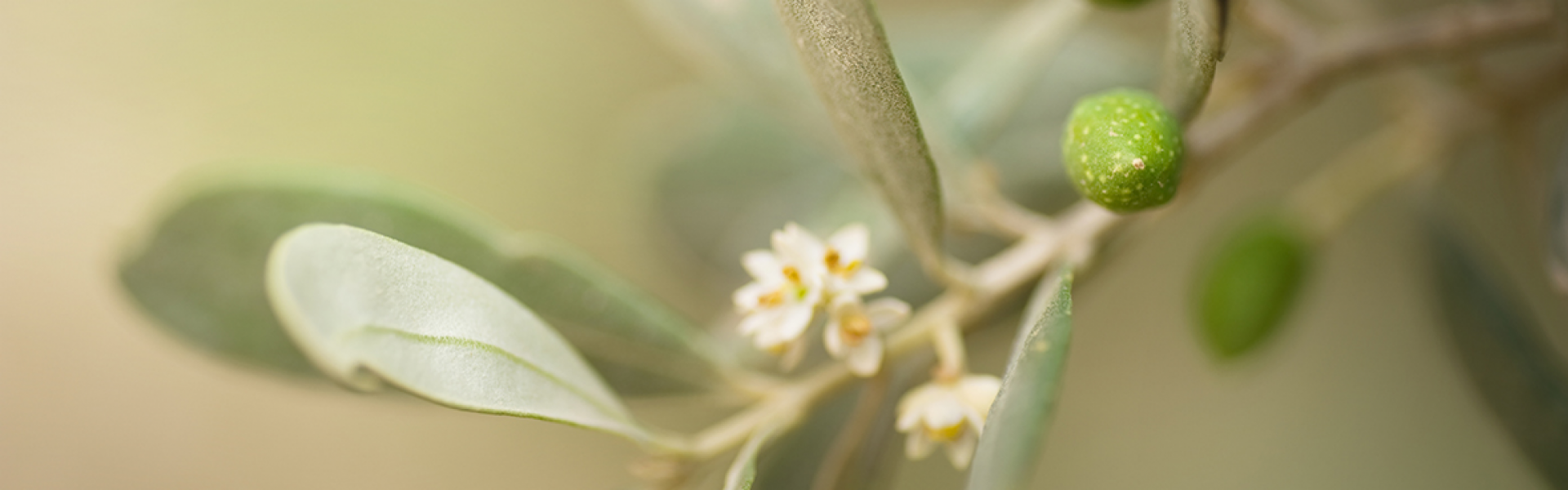 GezondheidsWinkel De Goudsbloem